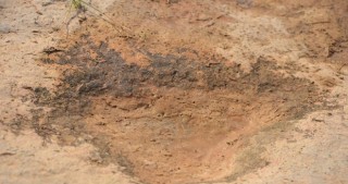 Dinozavrların ayaq izləri tapıldı