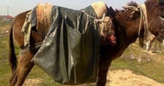 Azərbaycanda uzunqulaqların sayı niyə azalır? -