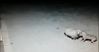 Canavar qoyunu belə aparır