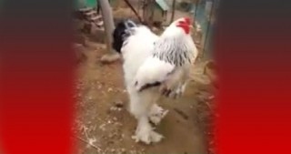Hamı bu xoruzdan danışır