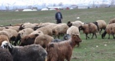 Aylıq 3 min manat əmək haqqı ilə çoban axtarılır.