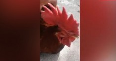 İnanılmaz görüntülər: xoruz kəsilərkən "ana" deyə qışqırdı