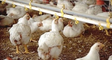 Broylerlə bağlı inanılmaz gerçək ortaya çıxdı