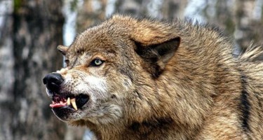 Azərbaycanda canavar işə gedən qadınlara hücum etdi