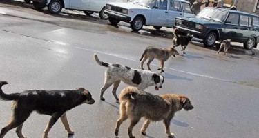 TƏHLÜKƏ: Bakıda küçə itlərinin sayı sürətlə artır