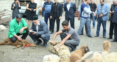 Ziyarətgahlarda qurban kəsimi üçün pul tələbi...?!"
