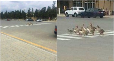 Neftçala qazları piyada keçidindən keçir...