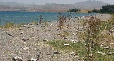 Quşlar kütləvi şəkildə tələf oldu