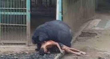 Heyvanların insanları parçaladıqları anlar