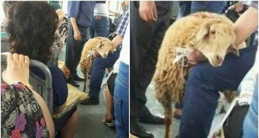 Bakıda sərnişin avtobusa diri qoyunla mindi