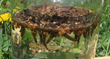 O sizi 7 günə 3 kilo arıqladacaq