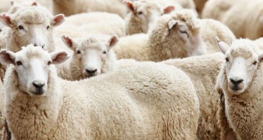 Qurban bayramı nə zamandır?
