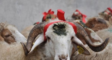 Qurban kəsərkən bunlara diqqət edin