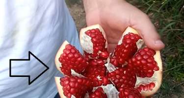 DİQQƏT: Narı bu üsulla kəsin 