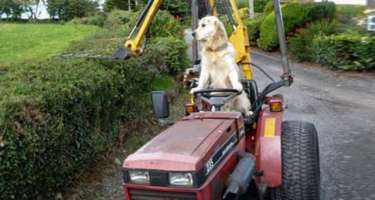 İt traktor sürür