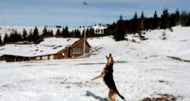Dron görən it elə hərəkətlər etdi ki...