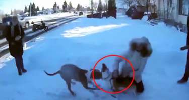 Vəhşi Pitbul digər itə hücum etdi