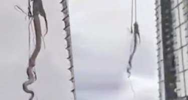 Binaya girən nəhəng ilan