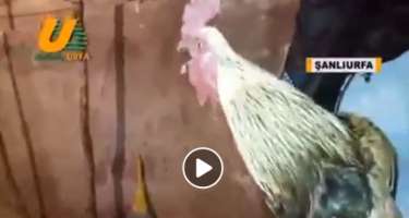 ​Xoruzu iftar üçün kəsmək istədilər