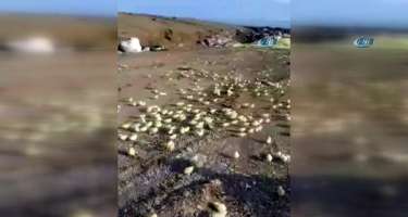 Zibilliyə atılan yumurtalardan