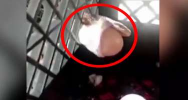 Toyuqların yumurtalarını yeyən ilanın başına görün nə gəldi