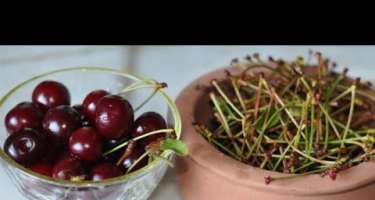 Gilas saplağı sürətlə ARIQLADIR