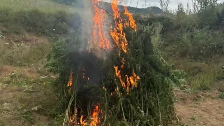 Şuşada 1 ton çətənə kolu məhv edilib