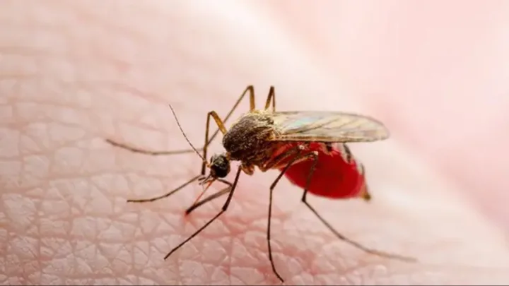Avropada təhlükəli virus yayılır - 