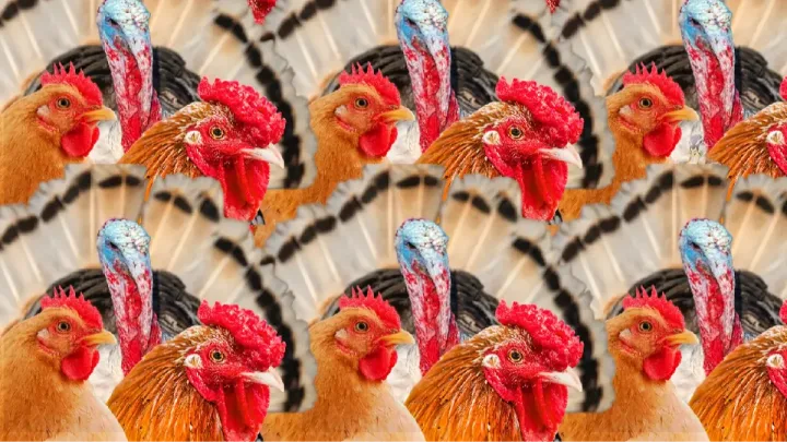 10 saniyə ərzində ördəyi tapın - 