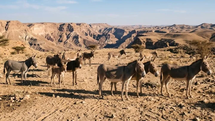 11 eşşək 40 il sonra təbiətin xilaskarına çevrildi