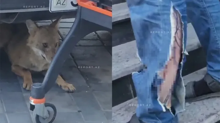 Şəkidə 4 nəfəri çaqqal dişlədi