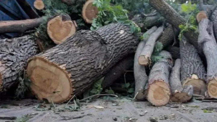 Azərbaycanda yaşıllıqlara 40 min manata yaxın ziyan vurulub