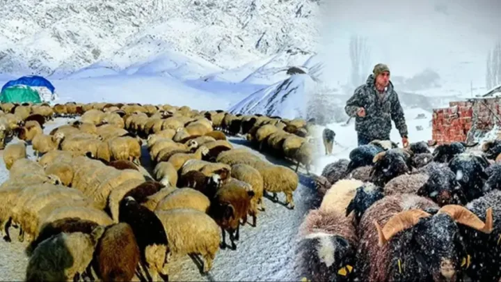 28 yaşlı çoban sürüsünü dronla otarır 