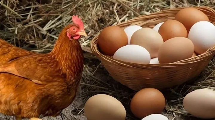 Toyuq əvvəl yaranıb, yoxsa yumurta? - 