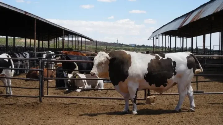 Bu dananın 1750 kilo çəkisi var - 