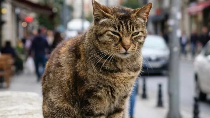 Pişik zənn edirdi, 10 il sonra həqiqət üzə çıxdı -  