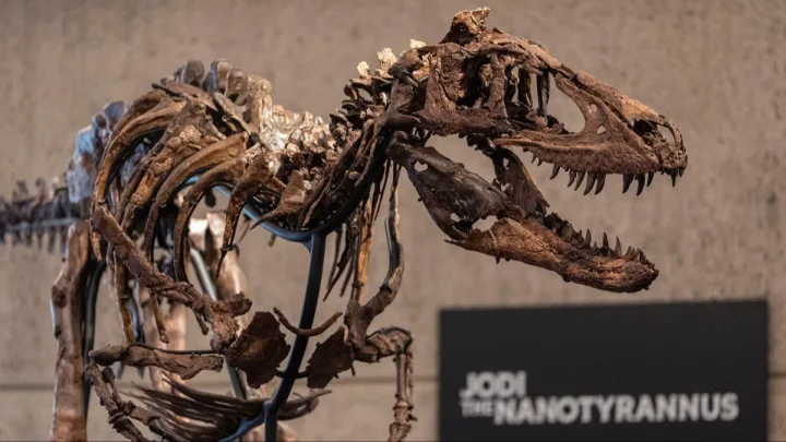 Nadir dinozavr skeleti hərracda 47,3 milyon dollara satıldı