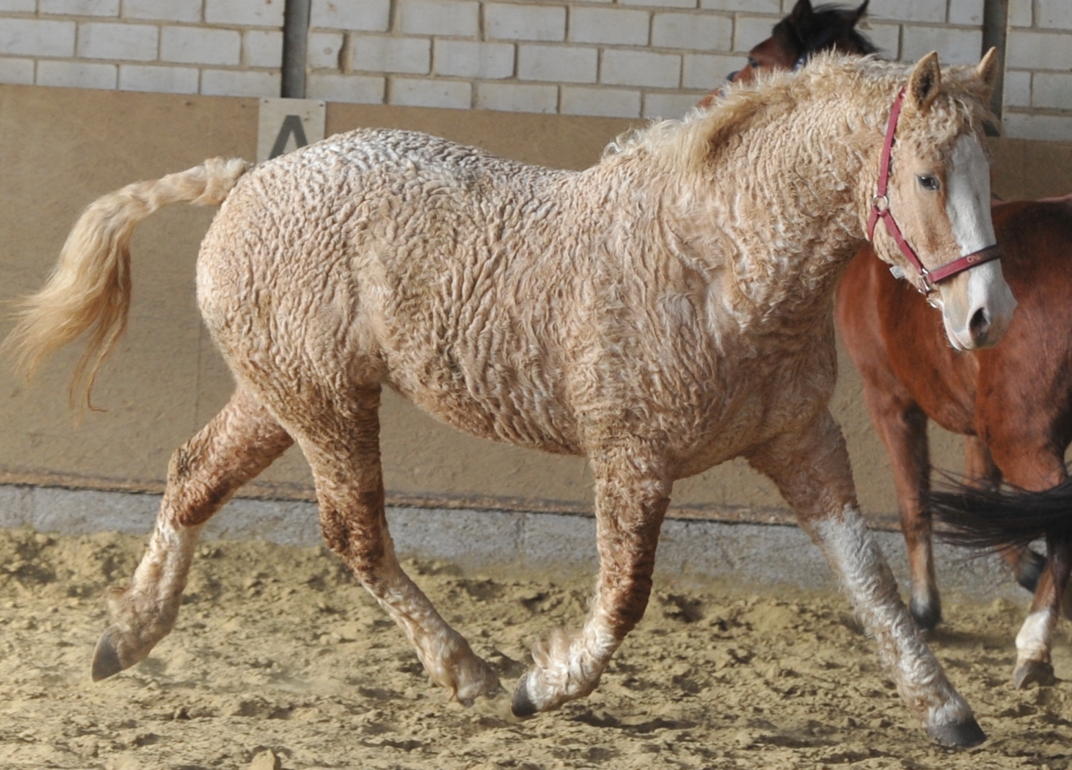 Dünyada nadir rast gəlinən at cinsləri