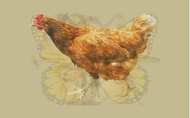Fotoya ilk baxdığınızda nə gördüz? -