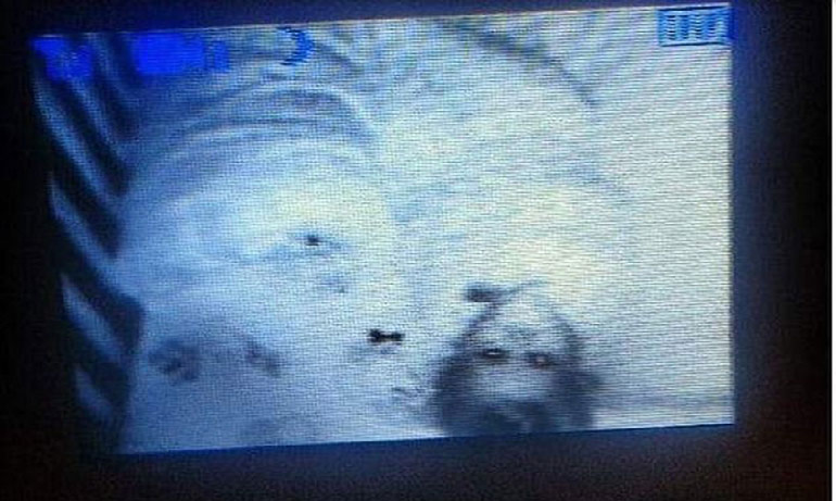 Ürəyi zəif olanlar baxmasın! (18+)