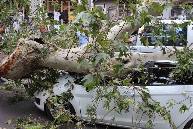 Bakıda güclü külək ağacları maşınların üzərinə aşırdı -
