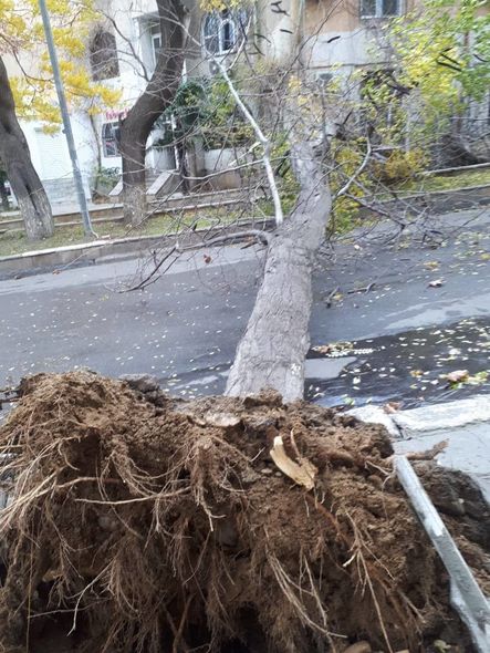 Bakıda güclü külək ağacları maşınların üzərinə aşırdı -