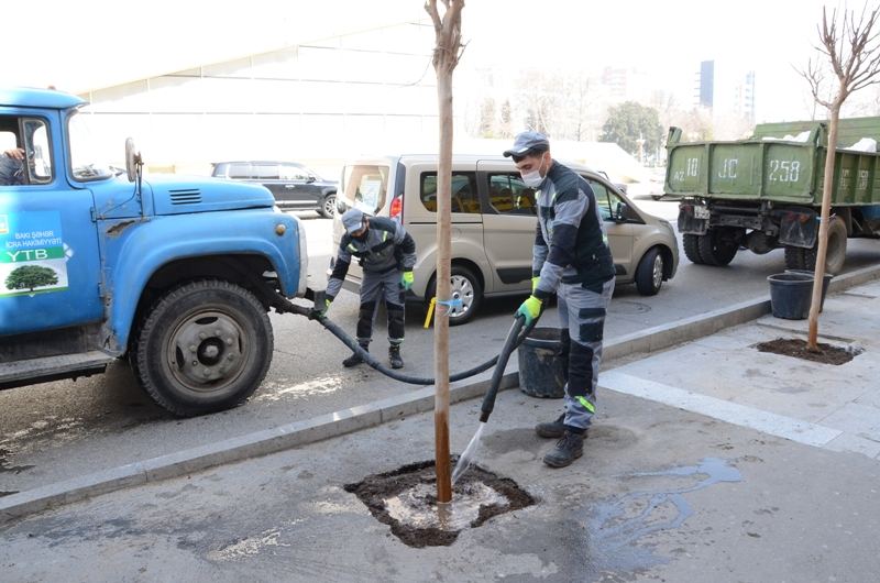 Bakıda 2 mindən çox ağac əkildi -