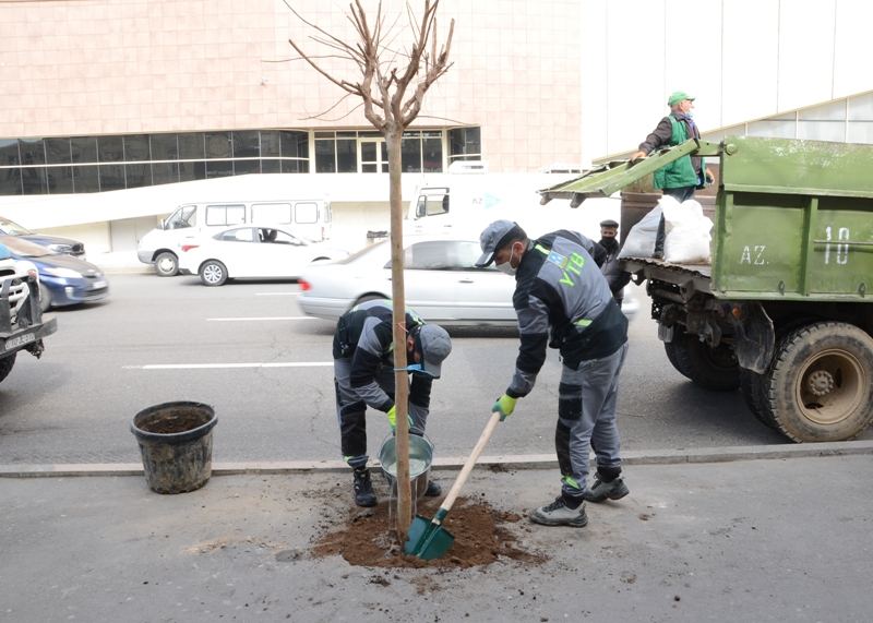 Bakıda 2 mindən çox ağac əkildi -